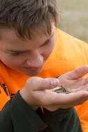 Image of common New Zealand skink