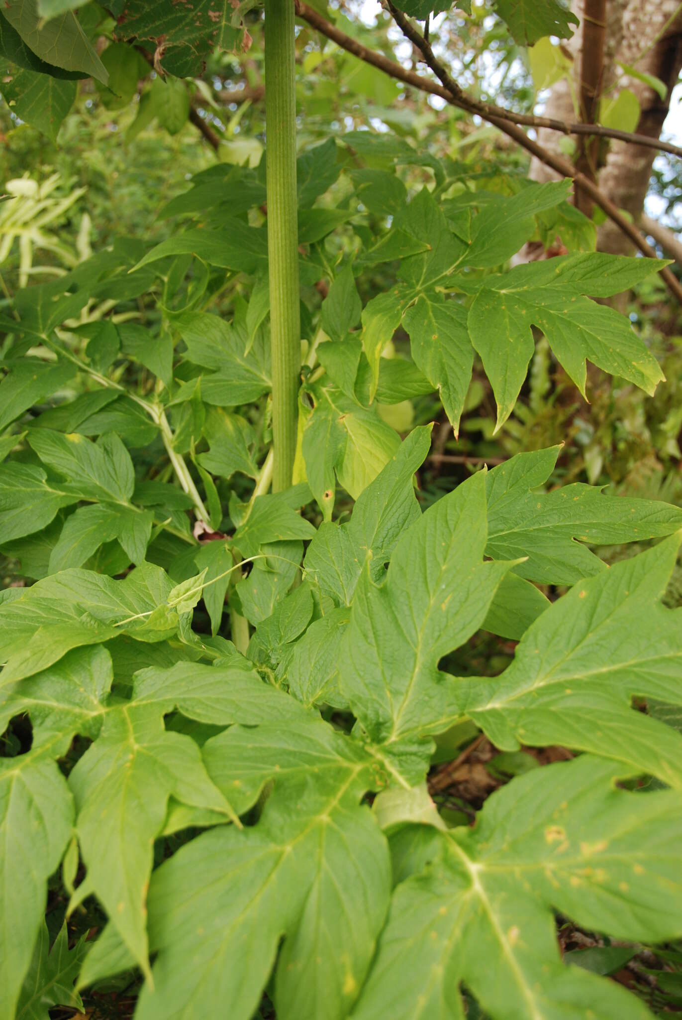 Imagem de Tacca leontopetaloides (L.) Kuntze