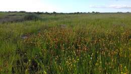 Image of Hermannia procumbens subsp. procumbens