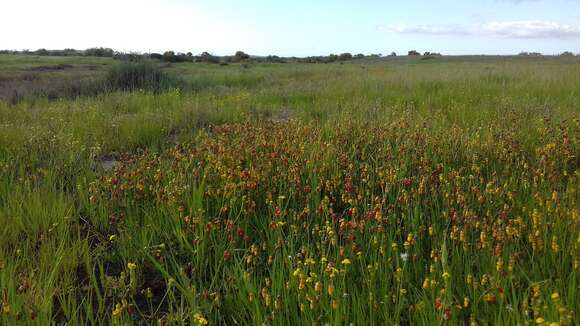 Image of Hermannia procumbens Cav.