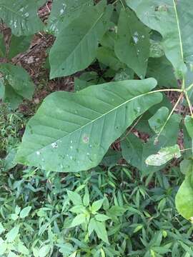 Image of Ear-Leaf Umbrella Tree