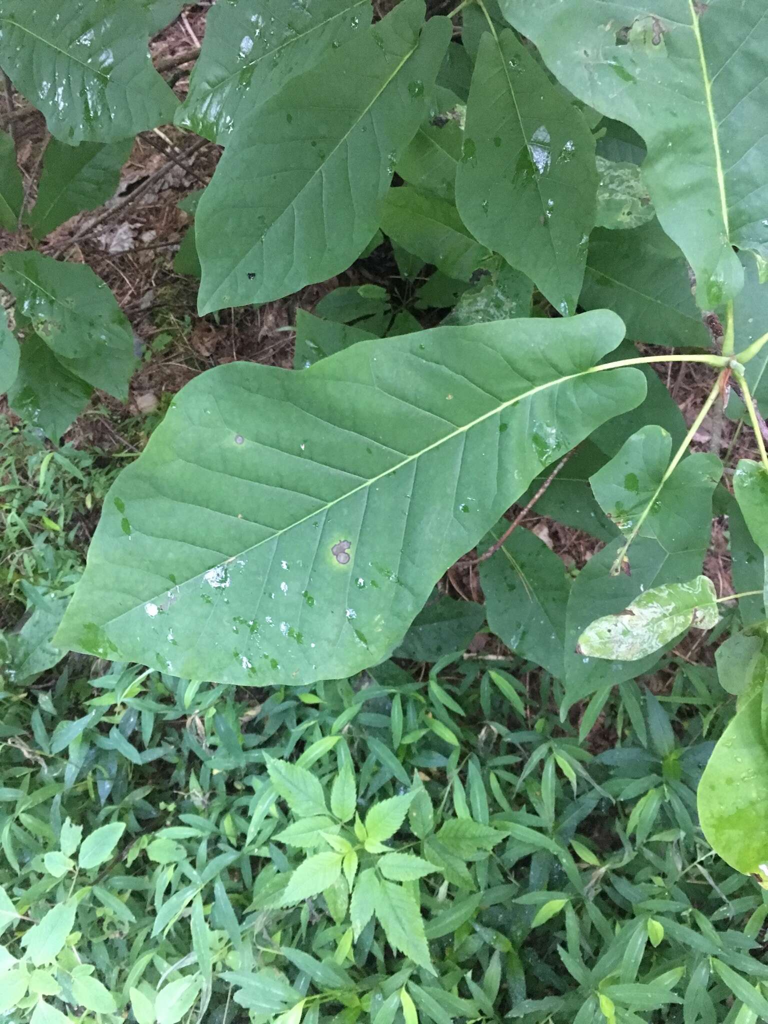 傳拉氏木兰的圖片