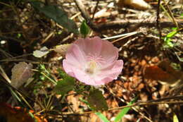 Image of Pavonia rosa-campestris A. St.-Hil.
