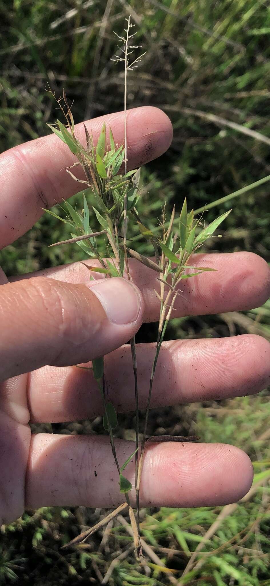 Image of Rough Rosette Grass