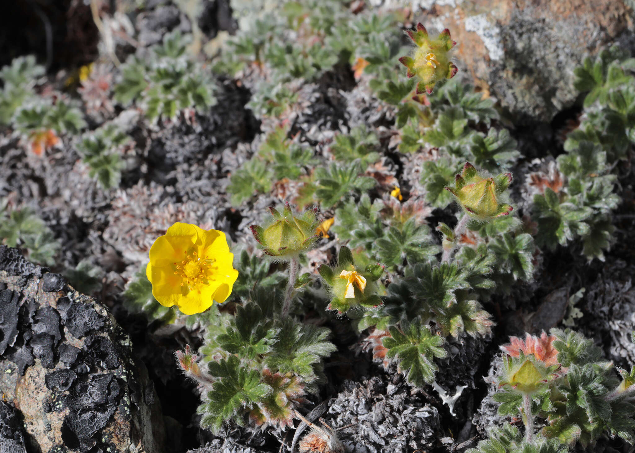 Imagem de Potentilla subvahliana B. A. Jurtzev