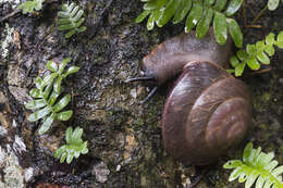 Image of Caracolus excellens (L. Pfeiffer 1853)