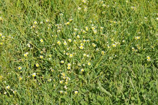 Image of Douglas' Meadowfoam