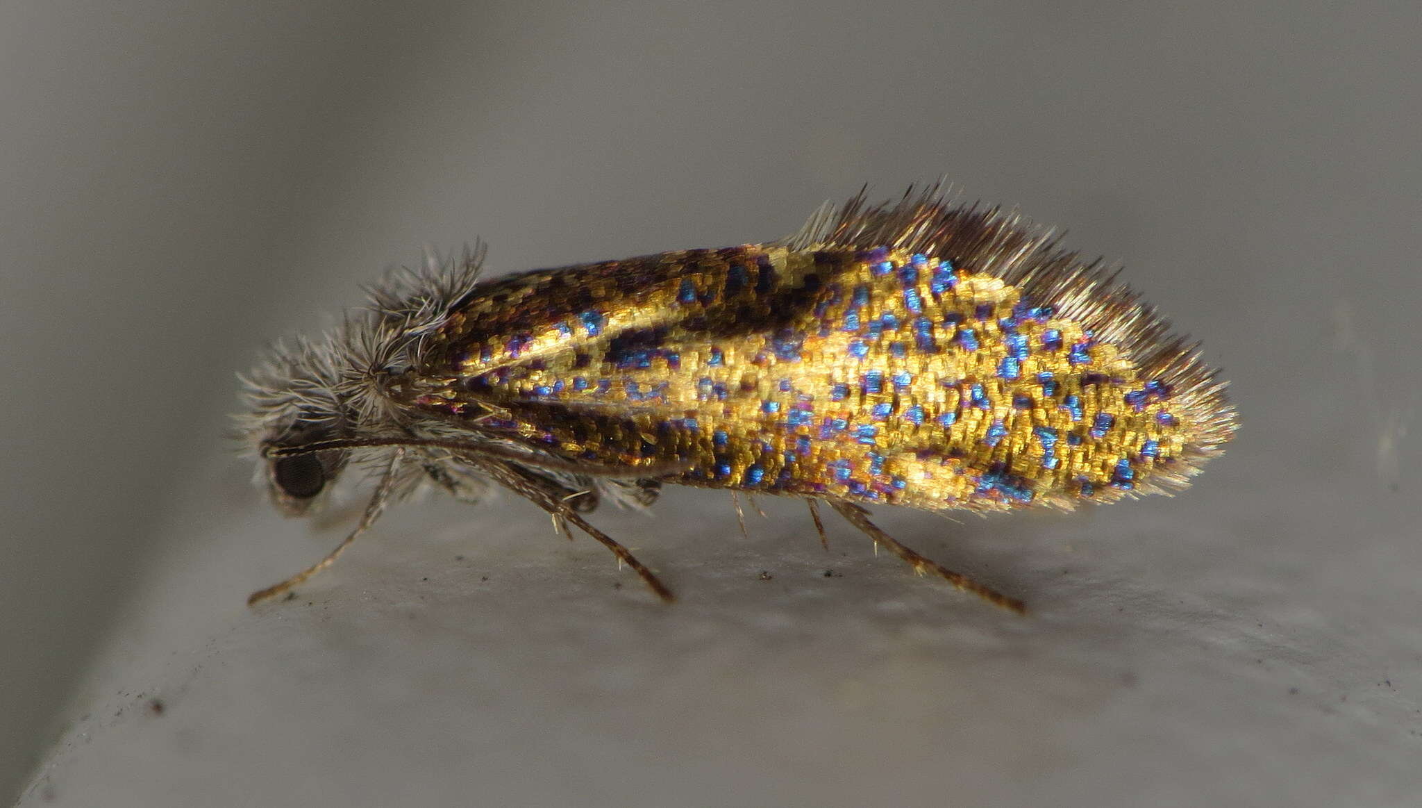 Image of Chinquapin Leaf-miner Moth