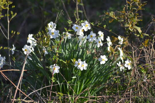 Image of Pheasant's-eye narcissus