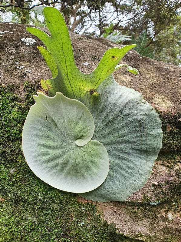 Image of staghorn fern