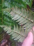 Image of Alaska hollyfern