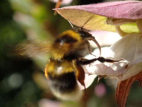 Image of Large garden bumblebee