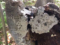 Image of Ceramic fungus