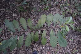 Plancia ëd Asimina triloba (L.) Dunal