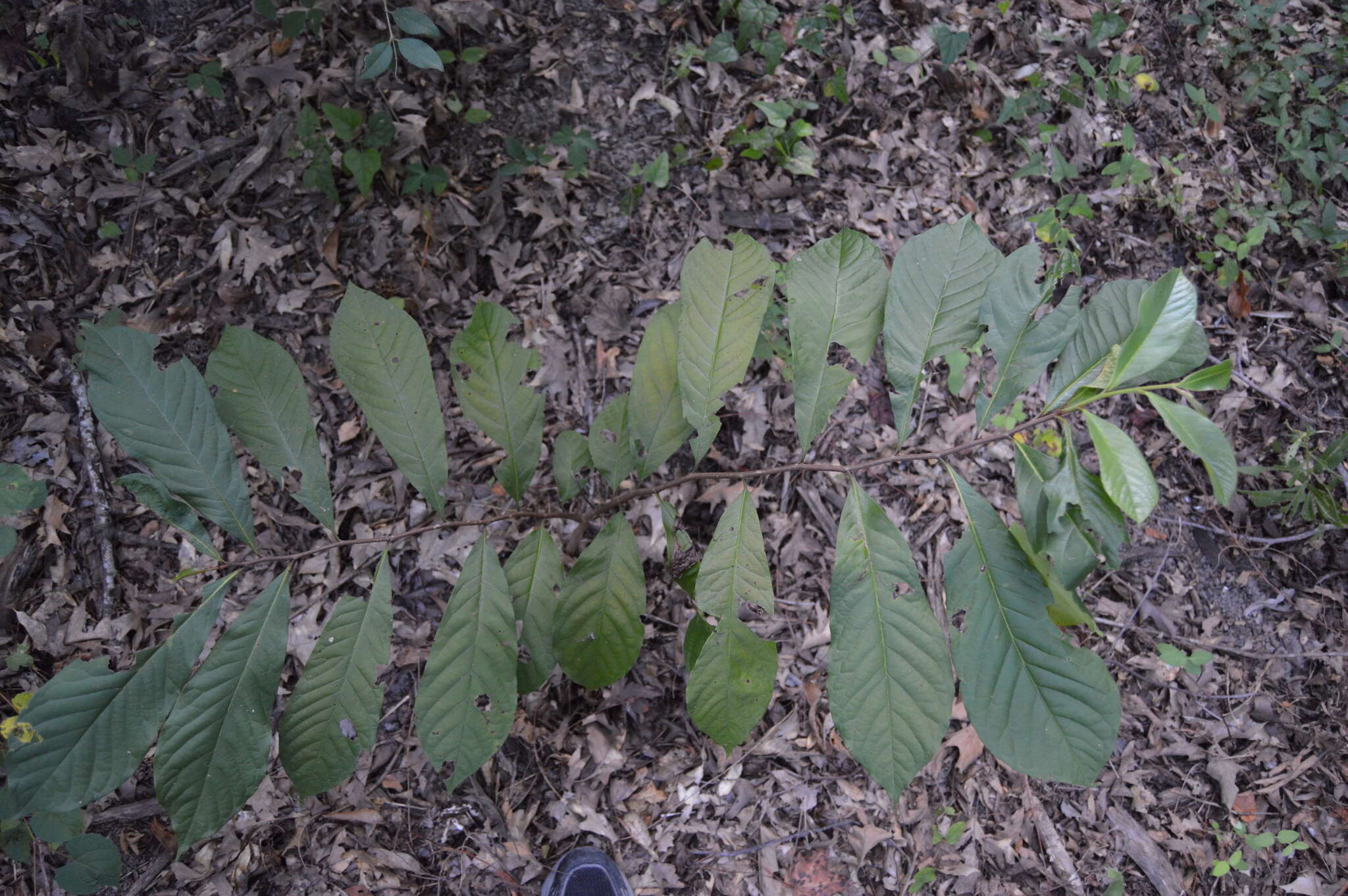 Plancia ëd Asimina triloba (L.) Dunal