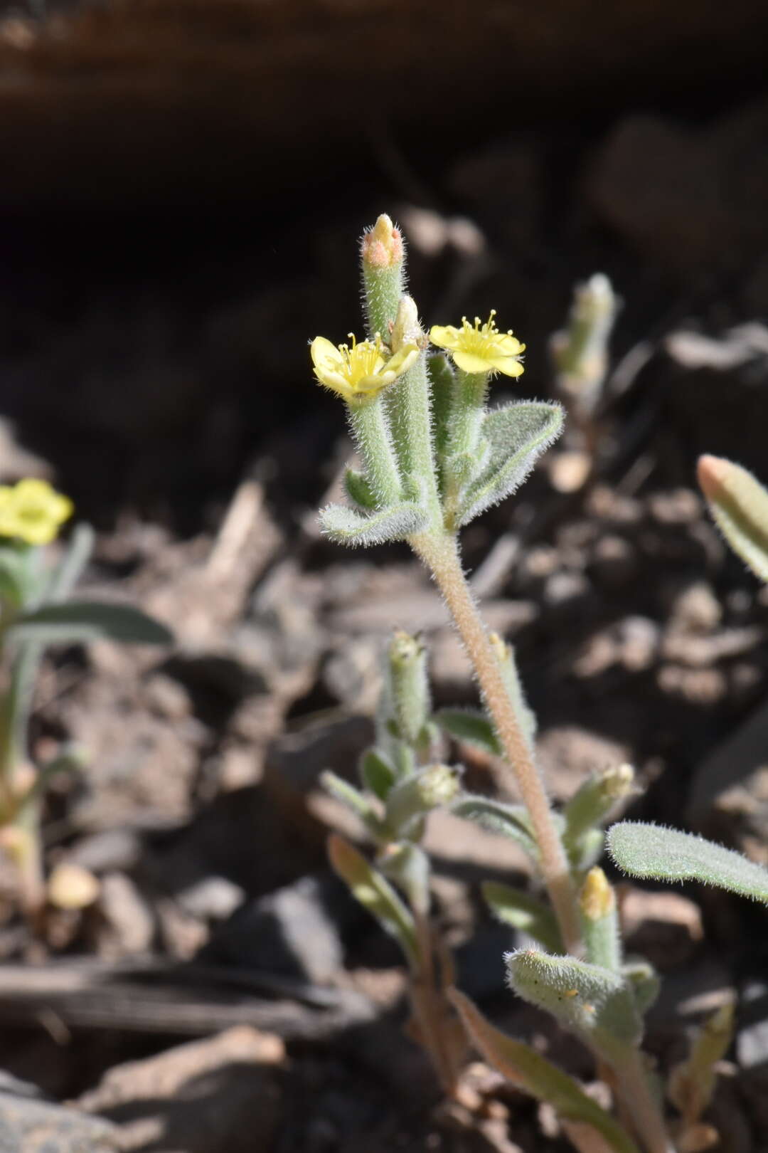 Image of bushy blazingstar