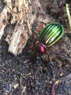 Carabus (Chrysocarabus) auronitens Fabricius 1792 resmi