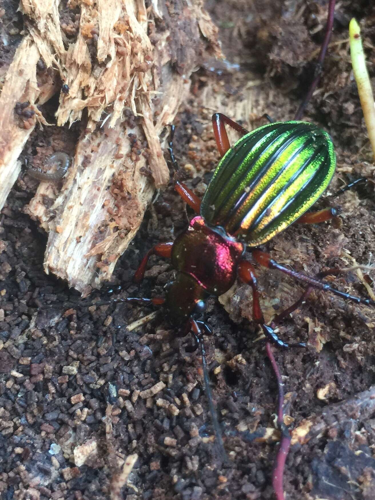 Carabus (Chrysocarabus) auronitens Fabricius 1792 resmi