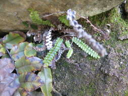 Plancia ëd Austroblechnum penna-marina subsp. alpina (R. Br.)