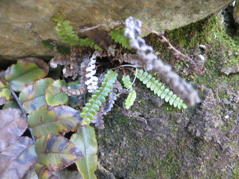 Plancia ëd Austroblechnum penna-marina subsp. alpina (R. Br.)