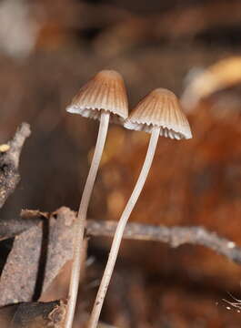 Image of Mycena albidofusca Cleland 1933