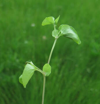 Imagem de Viola arcuata Bl.