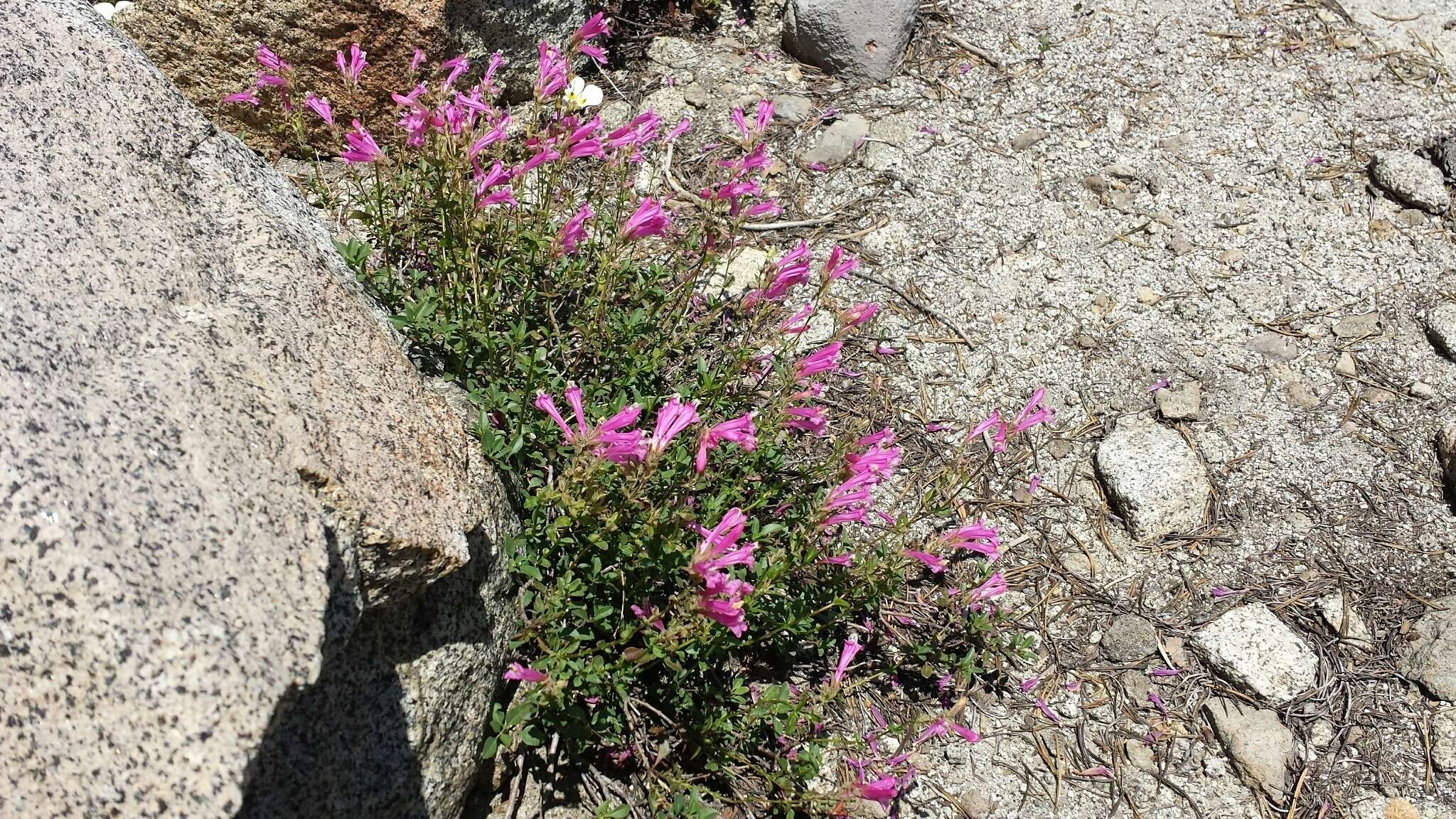 Слика од Penstemon newberryi Gray