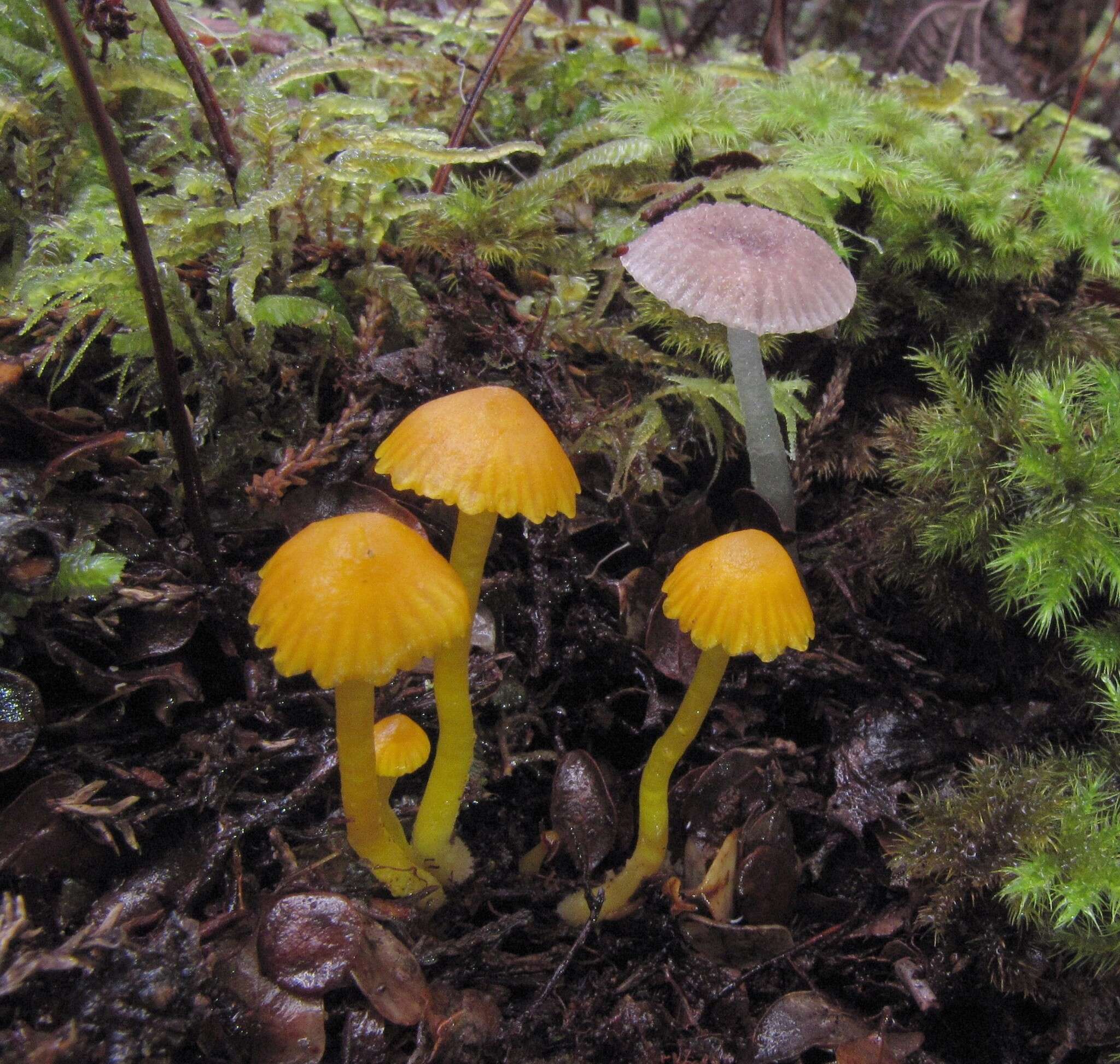 Image of Hygrocybe julietae (G. Stev.) E. Horak 1971