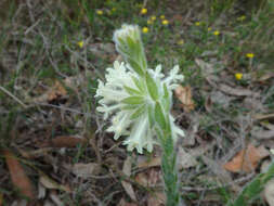 صورة Pimelea octophylla R. Br.