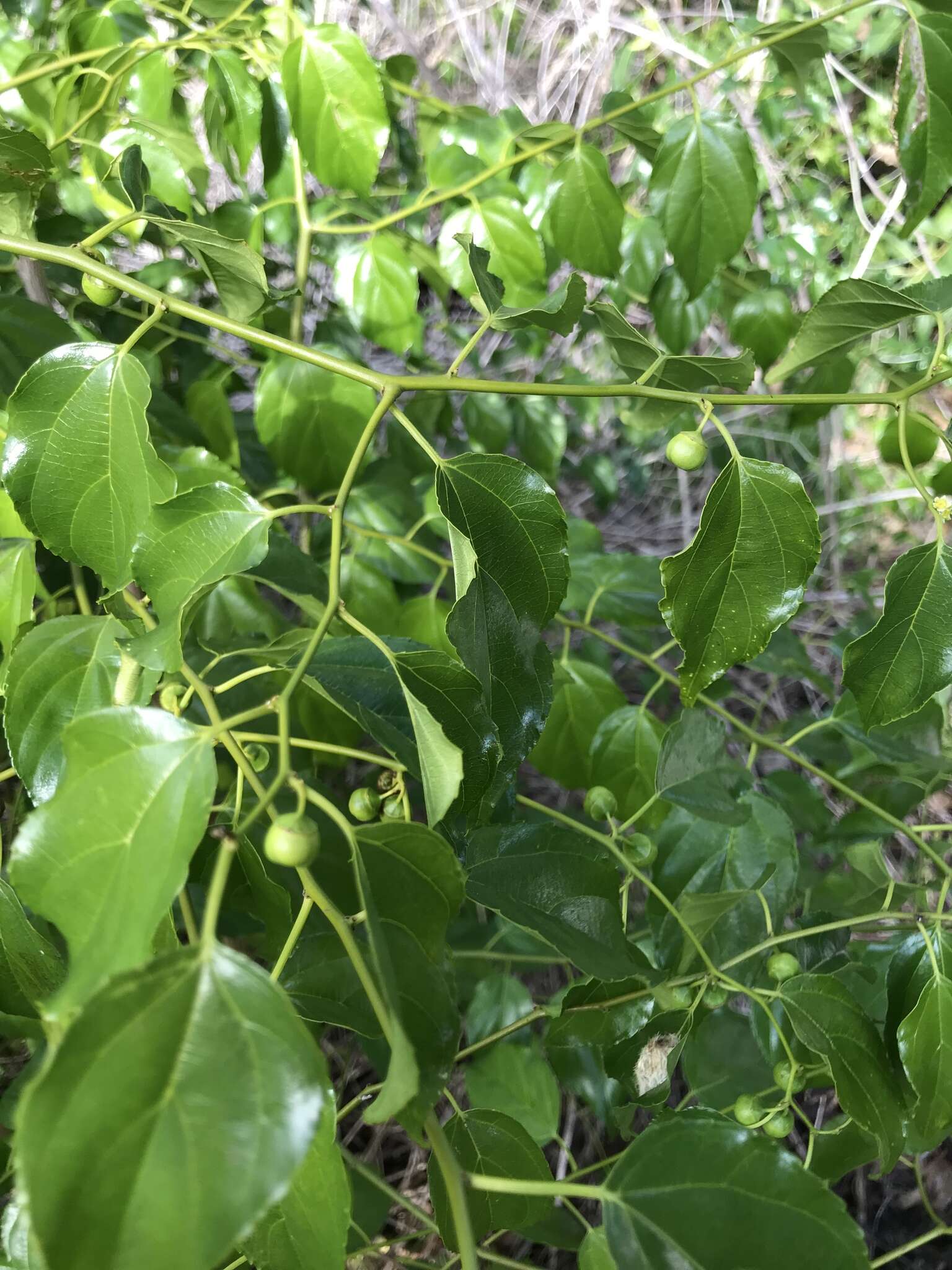 Image of Asian nakedwood