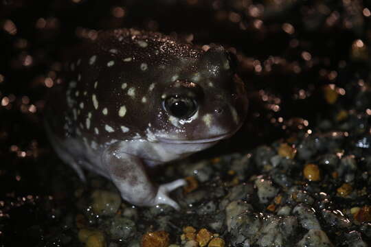 Image of Western Spotted Frog