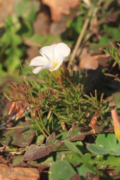 Sivun Oxalis goniorrhiza Eckl. & Zeyh. kuva