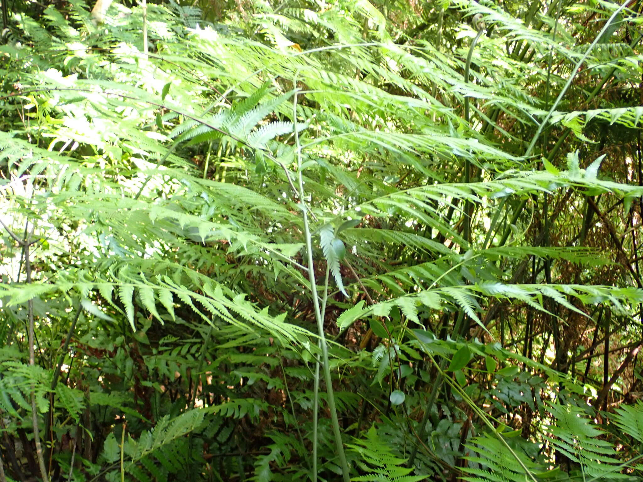 Image of Cibotium taiwanense C. M. Kuo