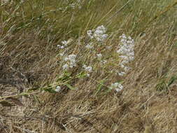 Image of broadleaved pepperweed