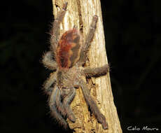 Image of Amazon Ribbed Spider