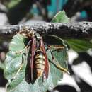 Image of Polistes xanthogaster Bequard 1940