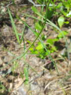 Image of Carolina milkweed