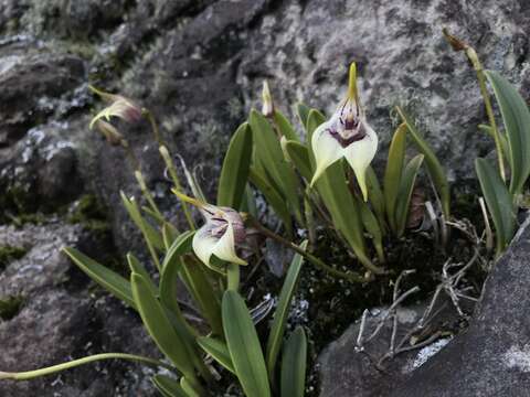 Image of Masdevallia coriacea Lindl.