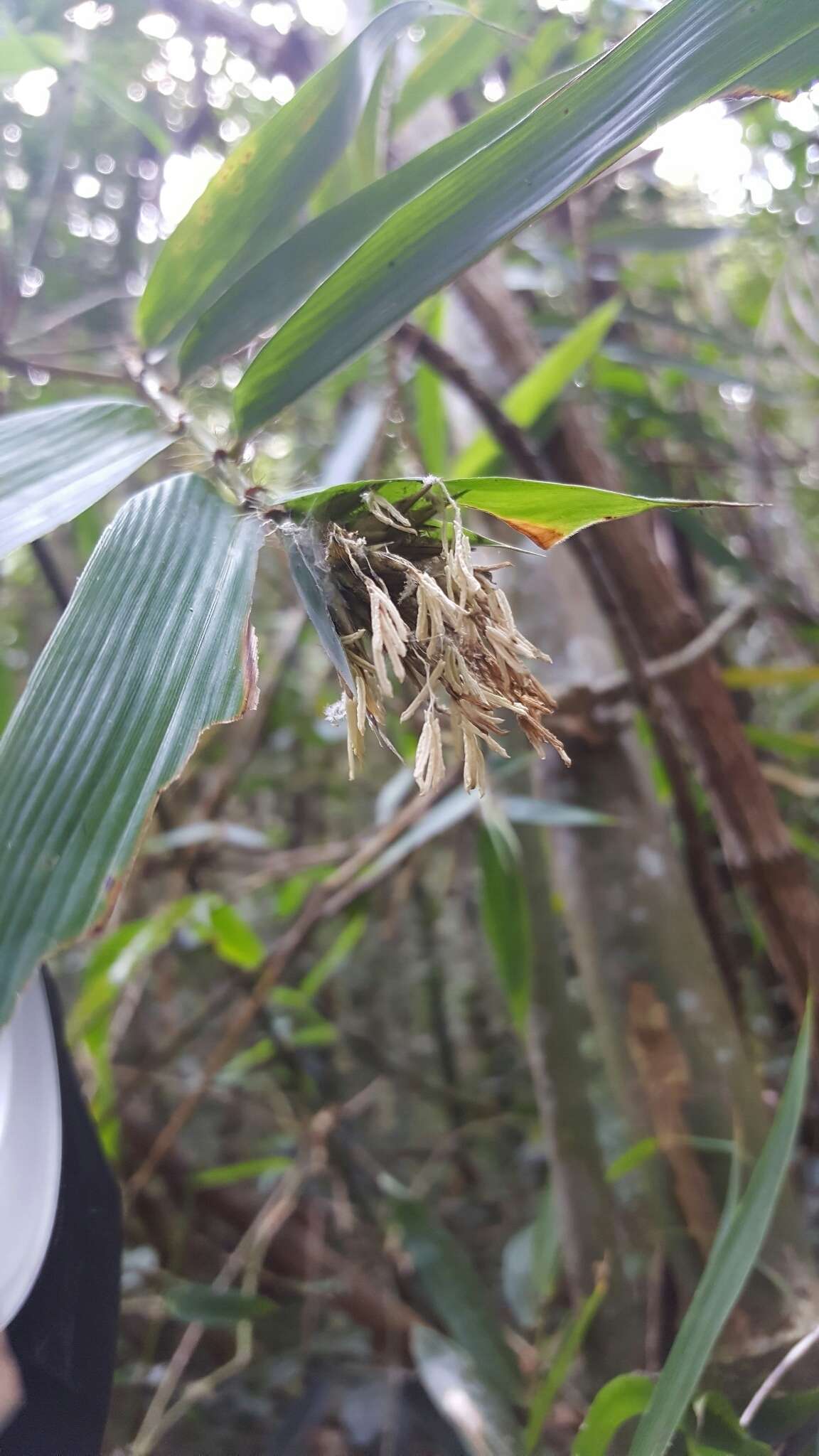 صورة Cathariostachys madagascariensis (A. Camus) S. Dransf.