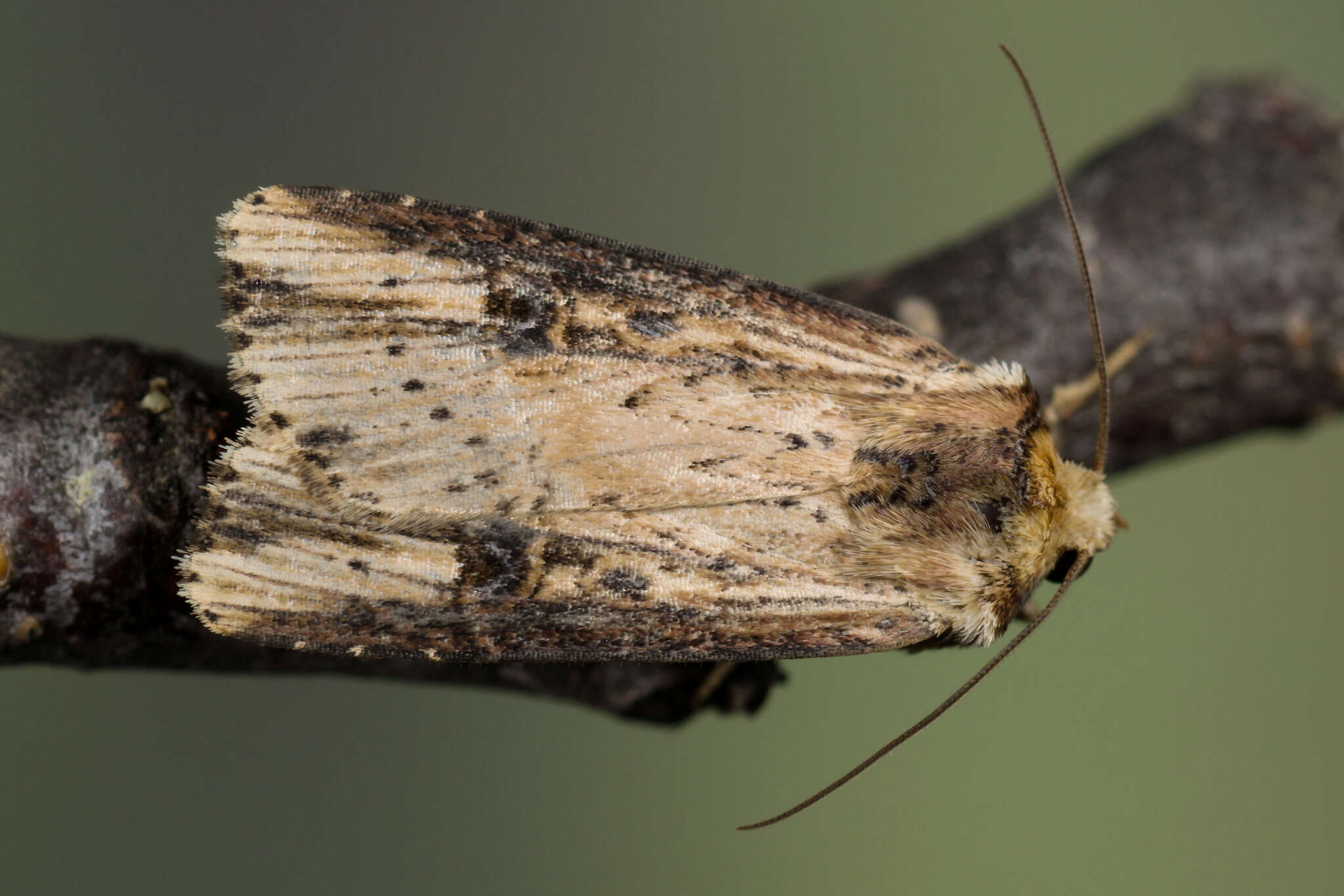 Image de noctuelle putride