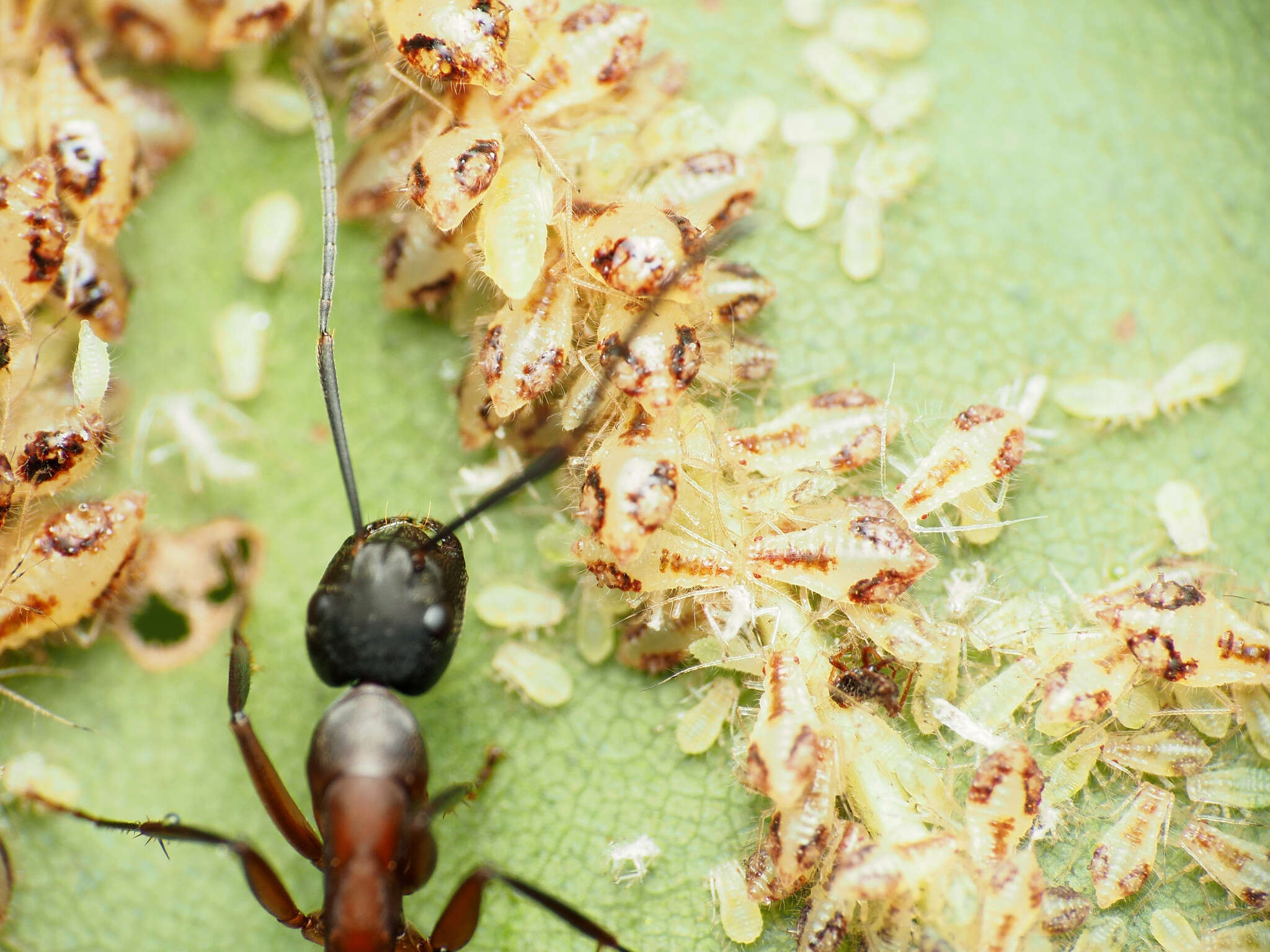 Image of Aphid