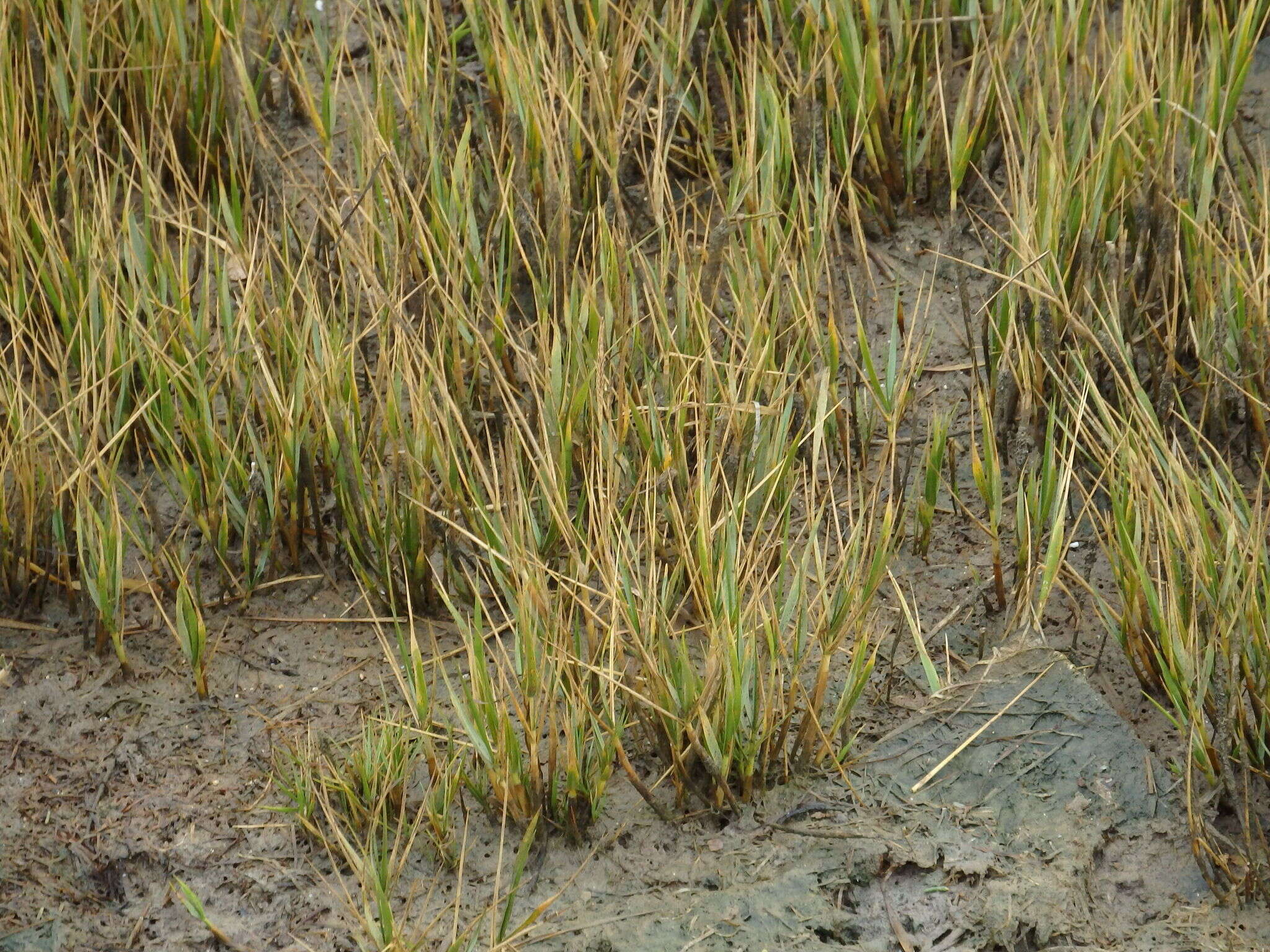 Image of small cordgrass