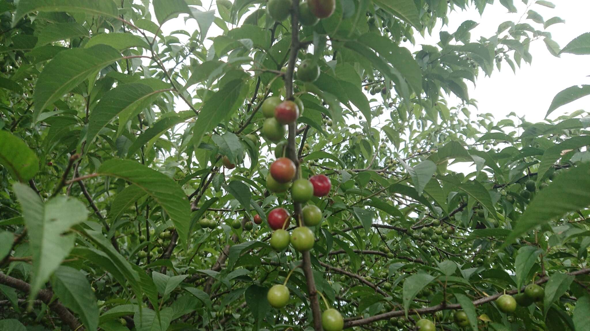 Plancia ëd Prunus munsoniana W. F. Wight & Hedrick