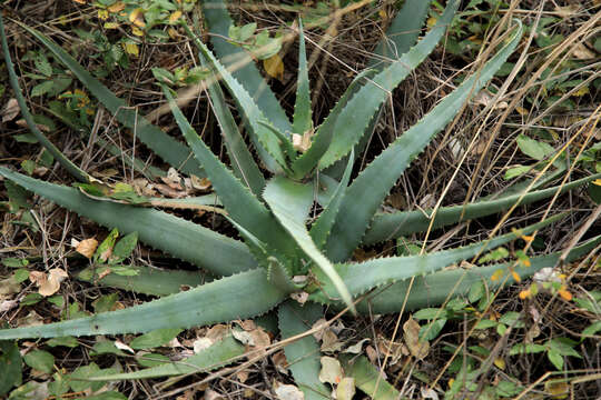 Image of Aloe chabaudii var. chabaudii