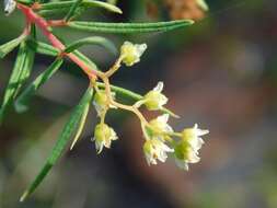 Image of Searsia rosmarinifolia (Vahl) F. A. Barkley