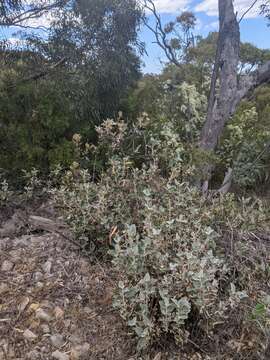 Image de Olearia pannosa subsp. cardiophylla (F. Müll.) D. A. Cooke