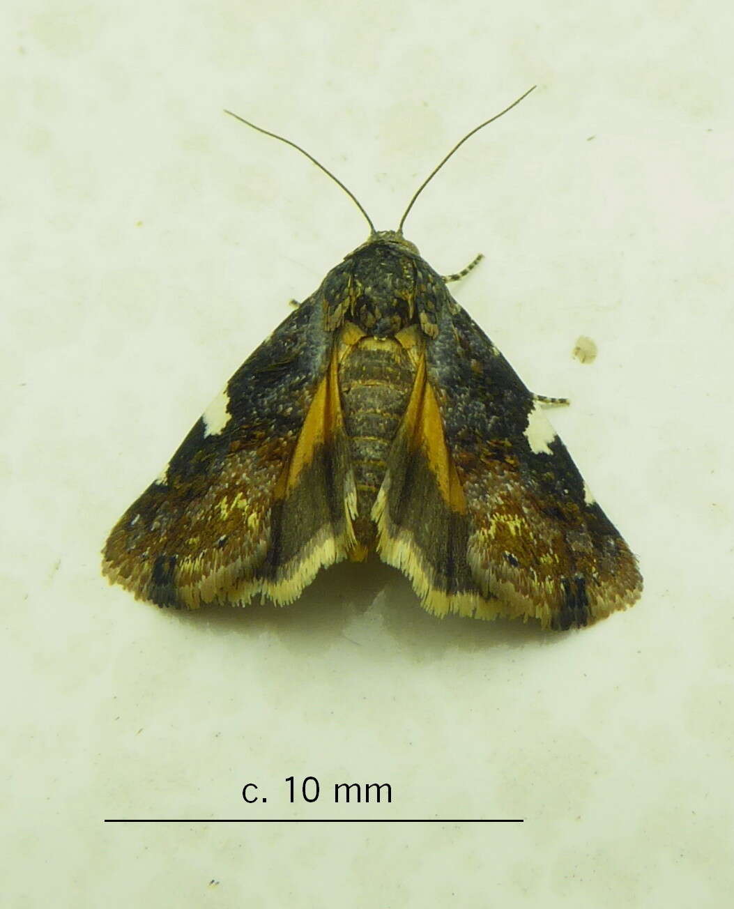 Image of Acontia imitatrix Wallengren 1856