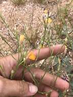 Linum aristatum Engelm. resmi