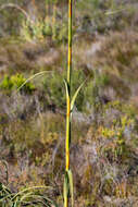 Image of Tetraria thermalis (L.) C. B. Clarke