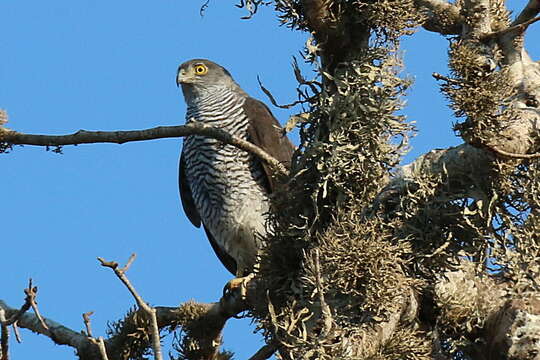 Image of Madagascan Sparrowhawk